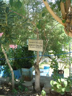 Chaste Tree Shrub gave its name to the district Hayıtbükü mesudiye <b>(Buddleia Variabilis)</b>, with numerous benefits shrub blooms white or purplish plant species.
